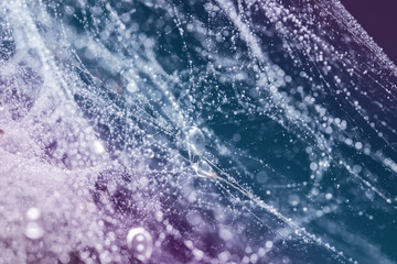 Fototapeta premium Spider web with water drops