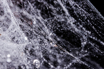 Spider web with water drops