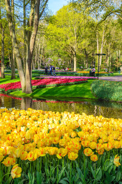 Blooming flowers in Keukenhof park in Netherlands, Europe.