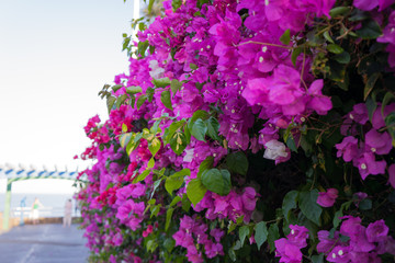 Fototapeta na wymiar Purple flowers, hedge