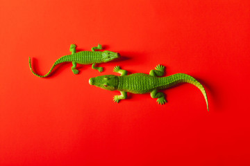 crocodile