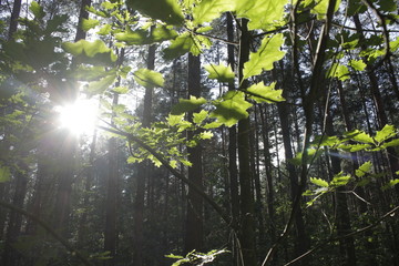 the sun shines through the trees on the leaves