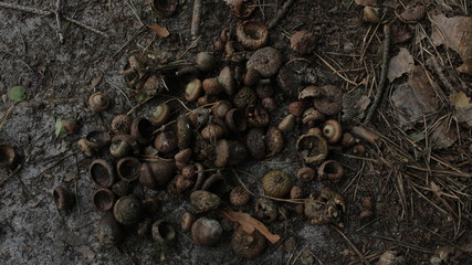 acorns in the forest background