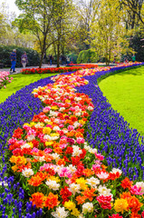 Blooming flowers in Keukenhof park in Netherlands, Europe.