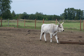 Węgierskie Bydło Stepowe © Senatorek