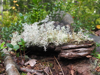 mini forest on the wood