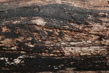 Wood Texture
