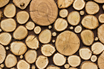 Wood texture background have many logs that cut from big and small tree