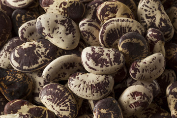 Raw Dry Organic Christmas Beans