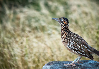 Roadrunner