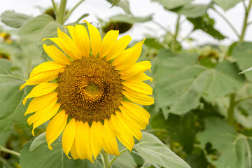 Fototapeta premium sunflower
