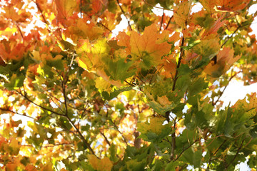 background maple leaves