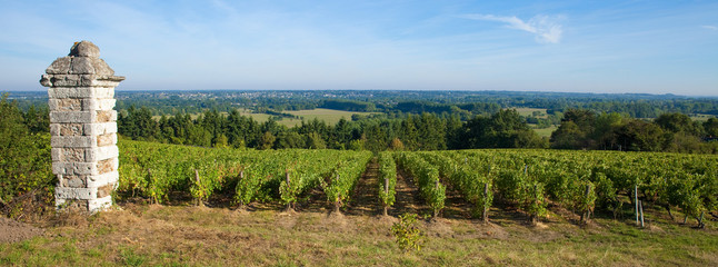 Lumière dans les vignes en France