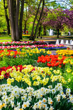 Blooming flowers in Keukenhof park in Netherlands, Europe.