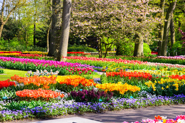 Blooming flowers in Keukenhof park in Netherlands, Europe.