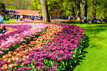 Blooming flowers in Keukenhof park in Netherlands, Europe.