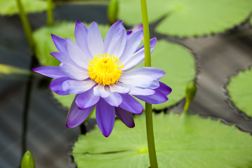 Nymphaea - beautiful water lily from Kew Gardens - Kew's stowaway blues. Beautiful details and colors
