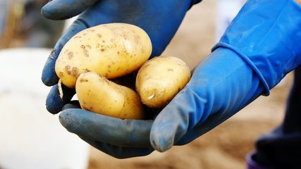 Картофель в руках