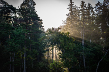 Crepuscular Rays in the Forest VI - 122281853