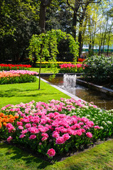 Obraz premium Blooming flowers in Keukenhof park in Netherlands, Europe.
