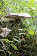 funghi velenosi cresciuti in mezzo al muschio