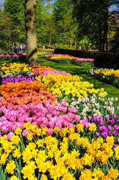 Blooming flowers in Keukenhof park in Netherlands, Europe.