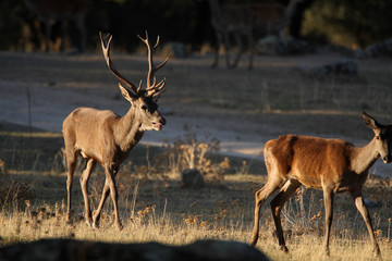 Red Deer, Iberian peninsula.