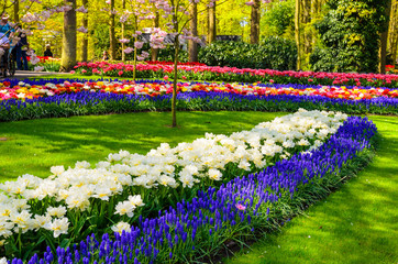 Blooming flowers in Keukenhof park in Netherlands, Europe.