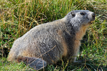 Naklejka na ściany i meble Marmot in the grass in Maritime Alps Park