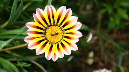 Оса на цветке газании