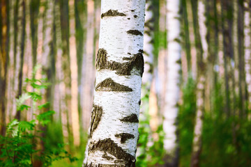 summer in birch forest