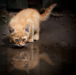 Portrait of a cat drinking