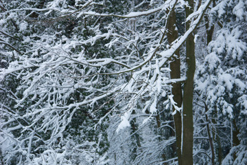 Winter