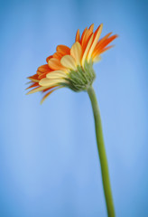 Gerber Daisy