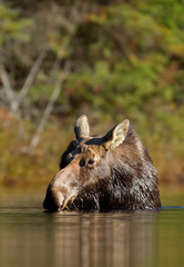 Cow moose grazing in the water in Algonquin Park, Canada