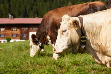 Rinder auf der Fr&uuml;hlingswiese in den Alpen