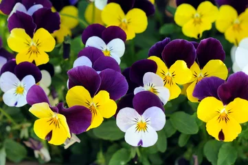 Wall murals Pansies colorful pansy