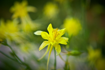 Yellow Columbine Flower