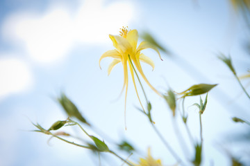 Yellow Columbine Flower