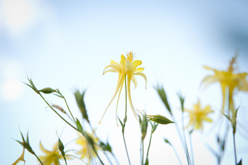 Yellow Columbine Flower