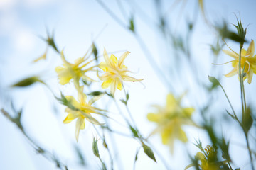 Yellow Columbine Flower
