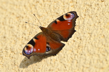Fototapeta na wymiar peacock butterfly
