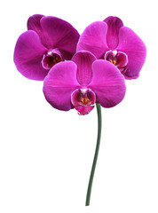 Fototapeta na wymiar beautiful purple orchid