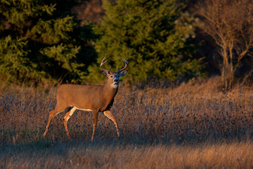 White-tailed deer buck in the early morning light in autumn in Ottawa, Canada