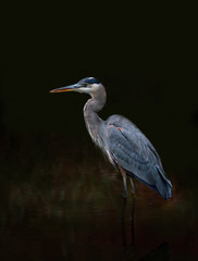 Great blue heron portrait isolated against a black background