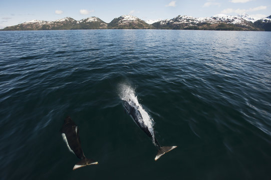 Dahls porpoises race in front of boat in Prince William Sound; Alaska, United States of America