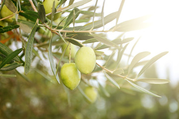 Fototapeta premium Greek ripe olives