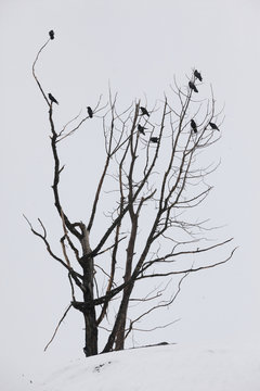 A group of Ravens perch in tree in early spring, 2013. The snowy background sets off the bare tree and the black birds well. Portage area in Southcentral Alaska. Birds.