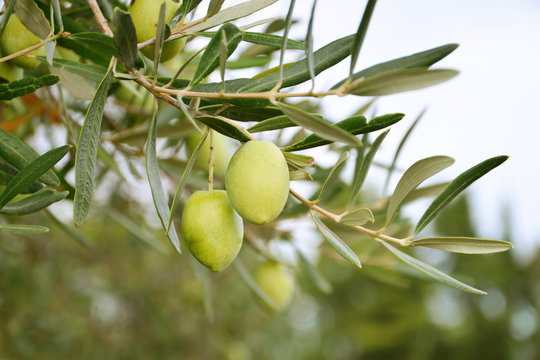 Greek ripe olives