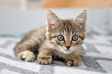 Fototapeta na wymiar Cute little kitten